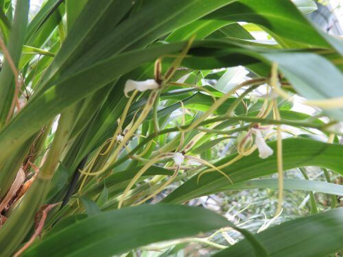 Brassia mexicana (Signata)